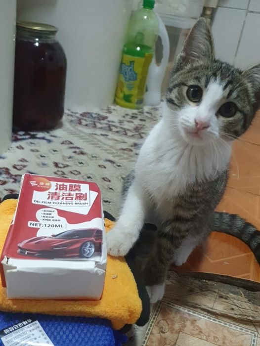 Отдам в добрые руки