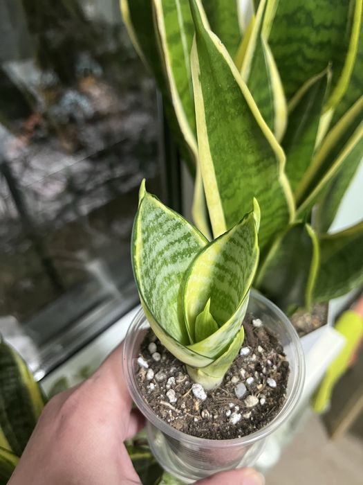 Сансевиерия, разные сорта