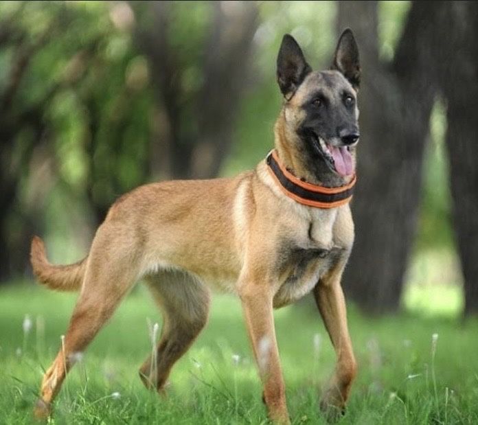 Шикарный щенок 5 мес. Чарли ищет дом