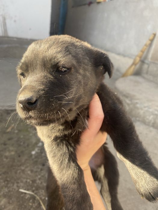 Щенок в добрые руки