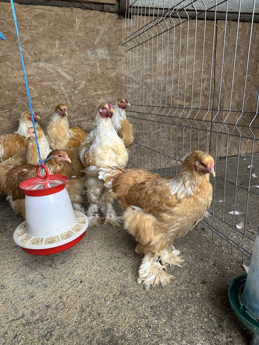 Brahma lemon tineret