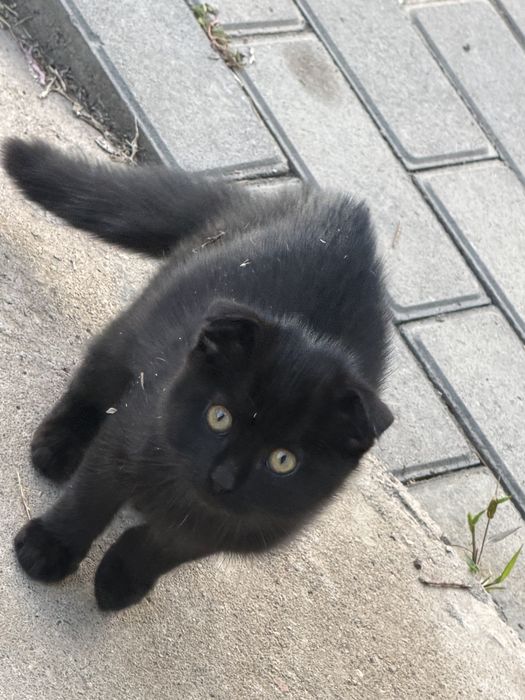Котенок вислоухий метис