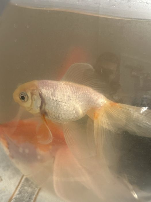 золотая рыбка 20000тг