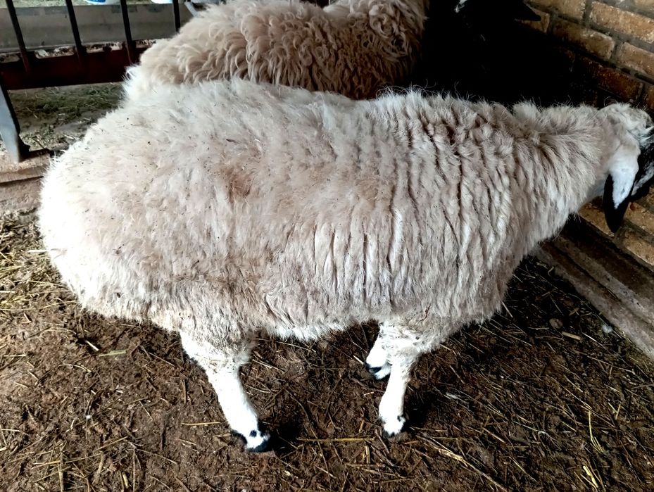 Коракулок кучкорлар сотилади