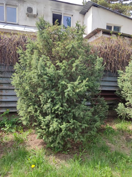 Продам Ёлки , Алматы , район Кар Сити