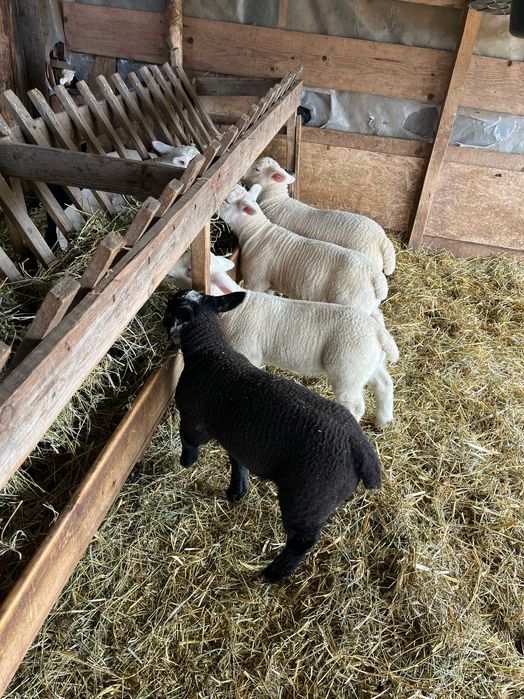Vand berbecuti si mielute Texel de prasila line Marea Britanie