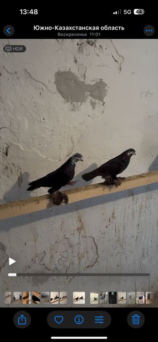 Готовая пара гульсар