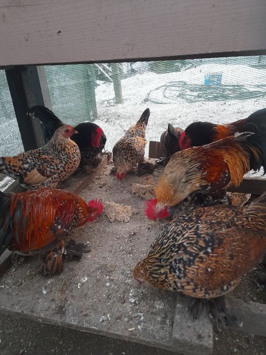 Rase pitice Cochinchina Porțelan și Mii de flori Auriu și Lemon Porțel