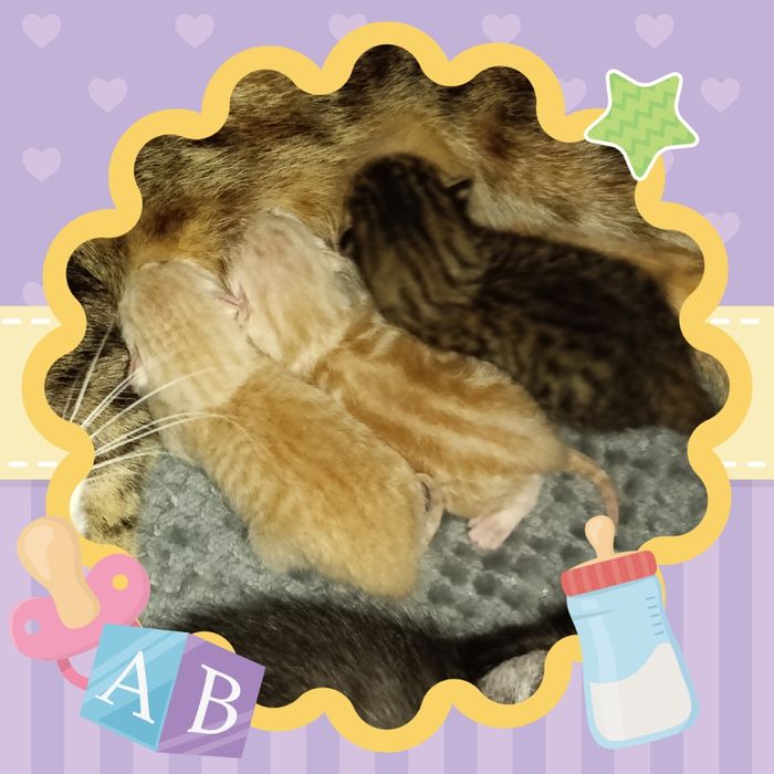 котята шотландские