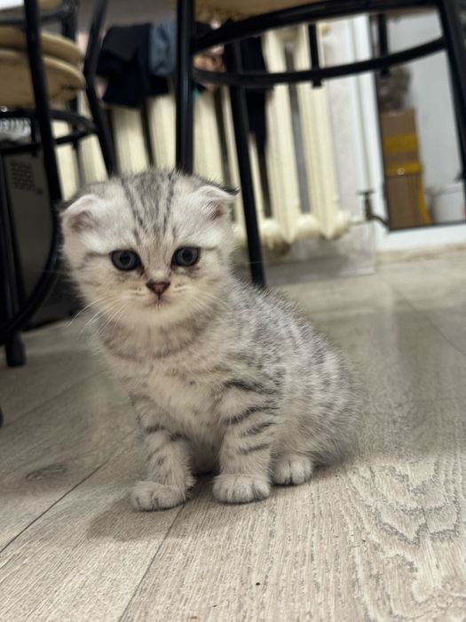 Продаётся котёнок серебристая шиншиллы
