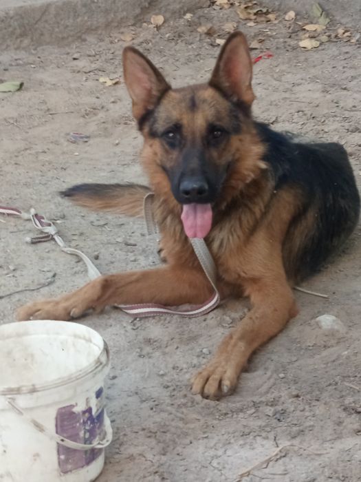 Афчарка парода исми Барсик