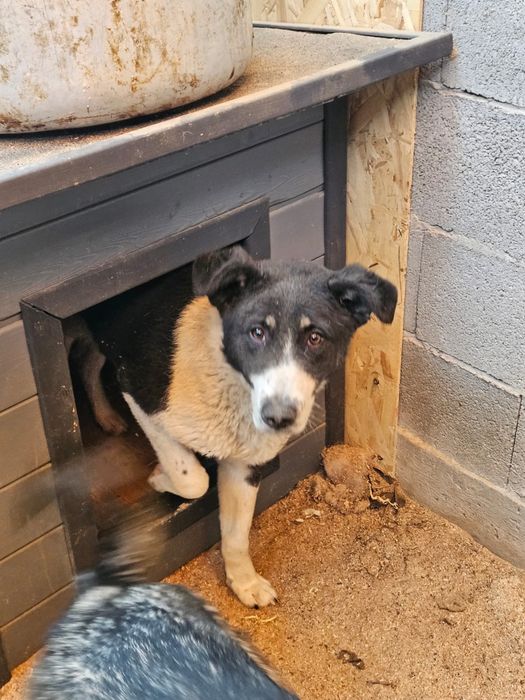 Бимка ищет дом, ему 6 месяцев