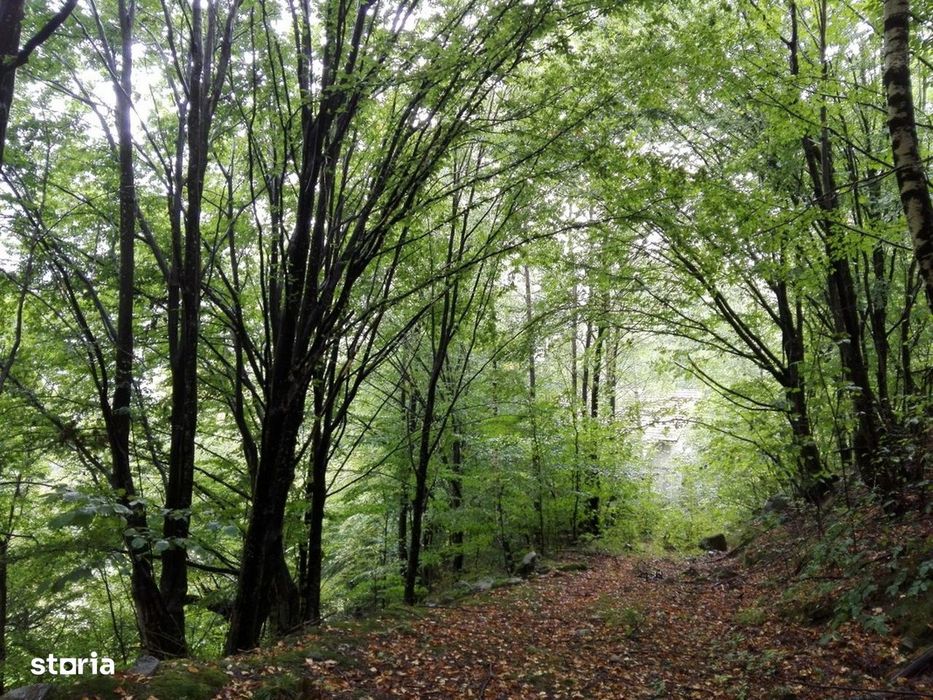 Proprietate rară în inima Retezatului – 5.700 mp teren intravilan