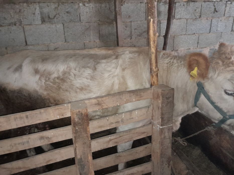 Семіз 5 жасар сиыр