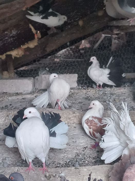 Porumbei Înfoiați de vinzare