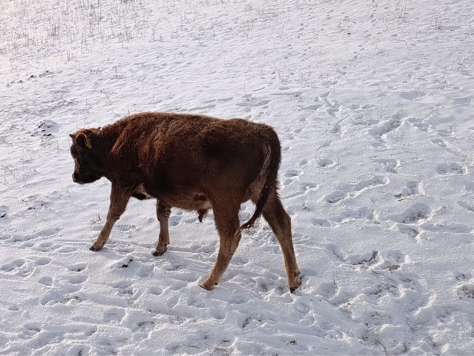 Продам бычков 11 голов в наличии