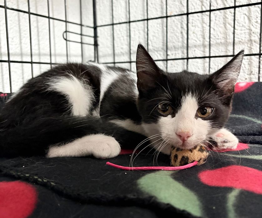 Pixel, motanel pentru adoptie