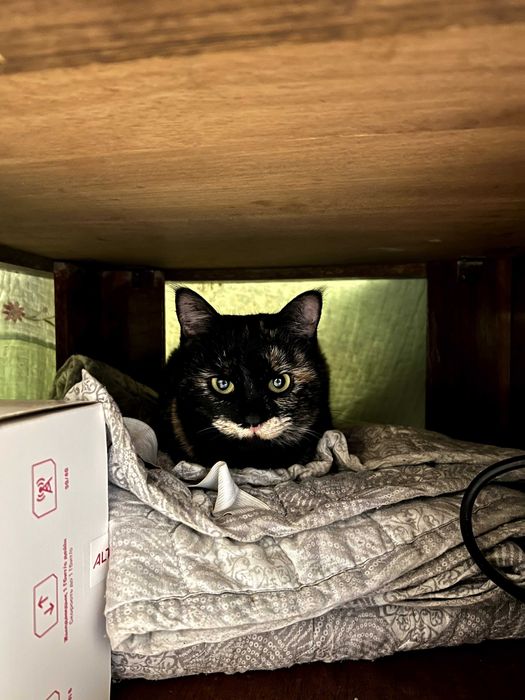 кошечка в добрые руки!