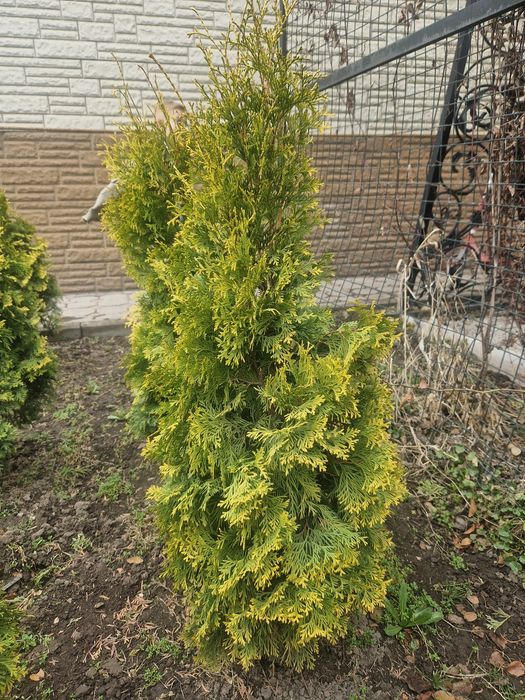 Туя Смарагд Golden