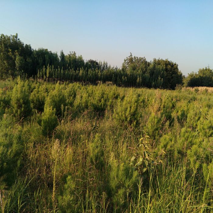 Archa koʻchatlari sotiladi