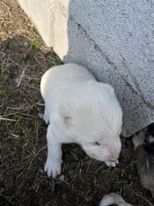 Алабай кушыктер