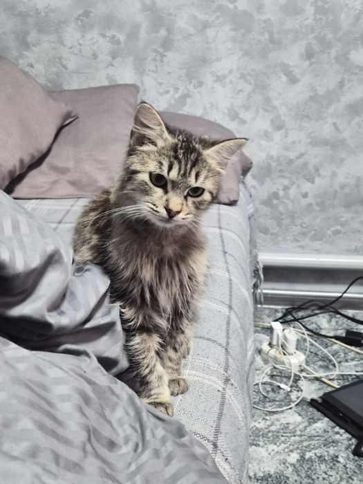 Отдадим в хорошие руки кошечку