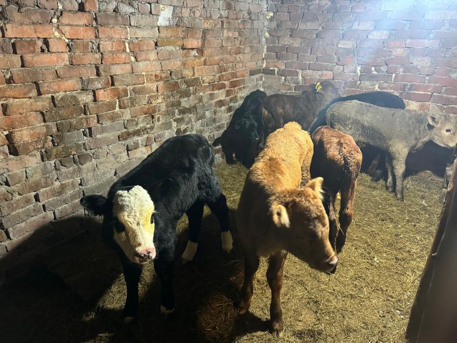 Продам телят нынешних бычки и телочки