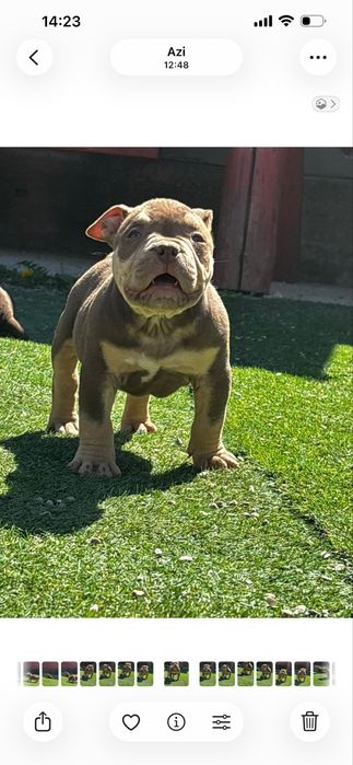American bully pocket