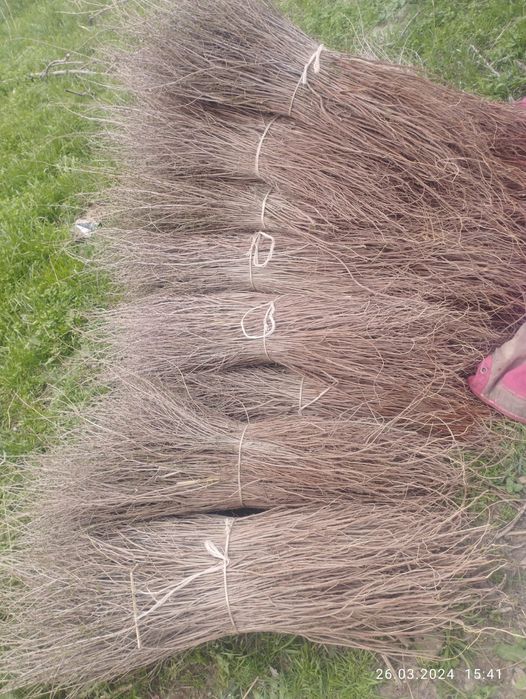 Сеянцы вяз .карагач.    .