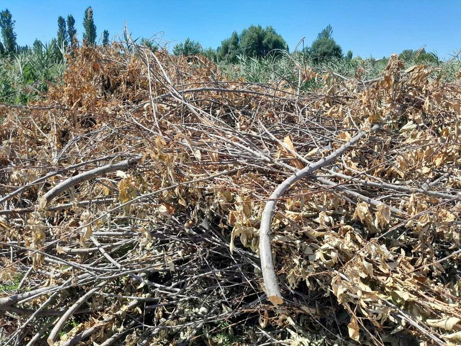Обрезанные ветки деревьев — бесплатно, самовывоз