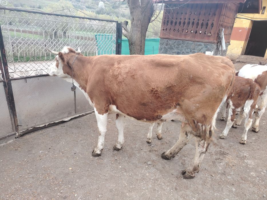 Vând vacă cu vițea