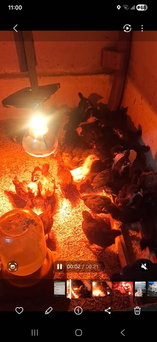 Tuxum yoʻnalish joʻjalar