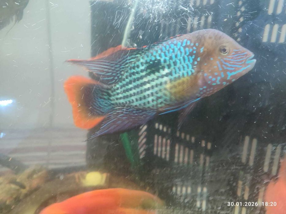 мальки акара бирюзовая