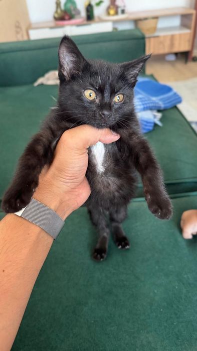 Отдам в добрые руки котенка