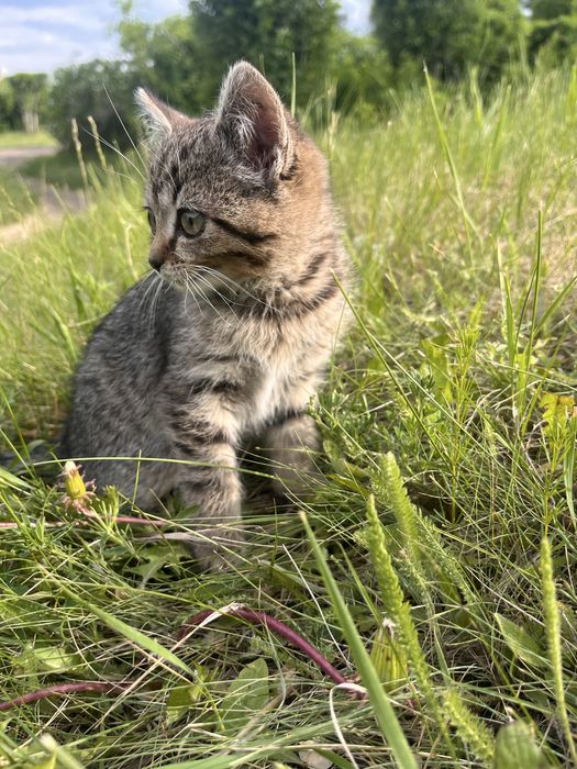 Котенок девочка в добрые руки
