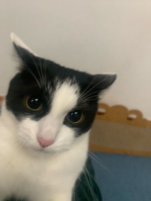 Отдаю кота в добрые руки