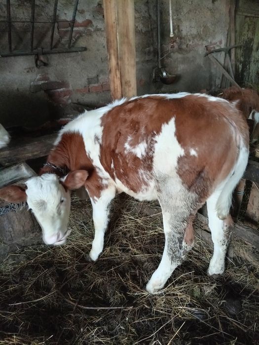 Vând 8 vieți (3 masculi și 5 femele) între 100și 200 de kg