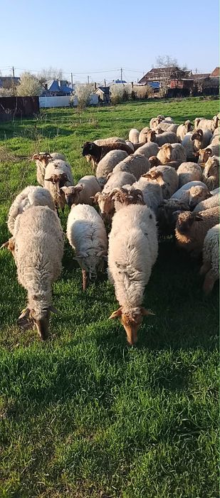 Vand oi cu miei sterpe miei