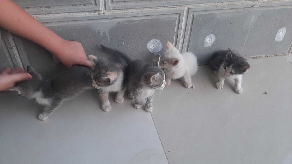 Котята в добрые руки