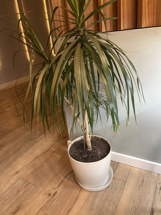 Комнатное растение Драцена пальма