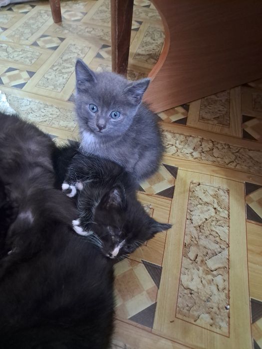 Отдам котят в хорошие руки