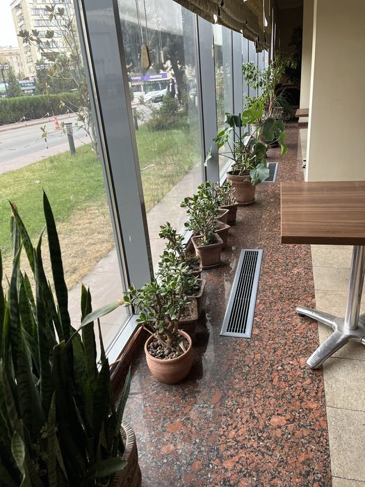 Комнатные растения, для офиса в премиальных горшках