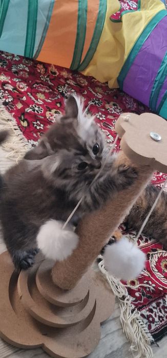 Отдам в добрые руки