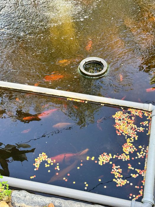 Carași Koi Japonezi Iaz Arad - de la 5 Lei bucata 10cm - Disponibi