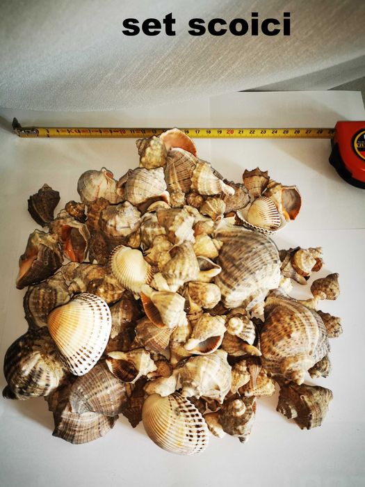 Ornamente naturale (la set) pentru terarii, acvarii, spatii int si ext