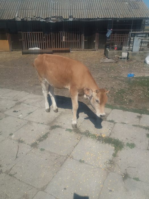 De vanzare o vitea frumoasa