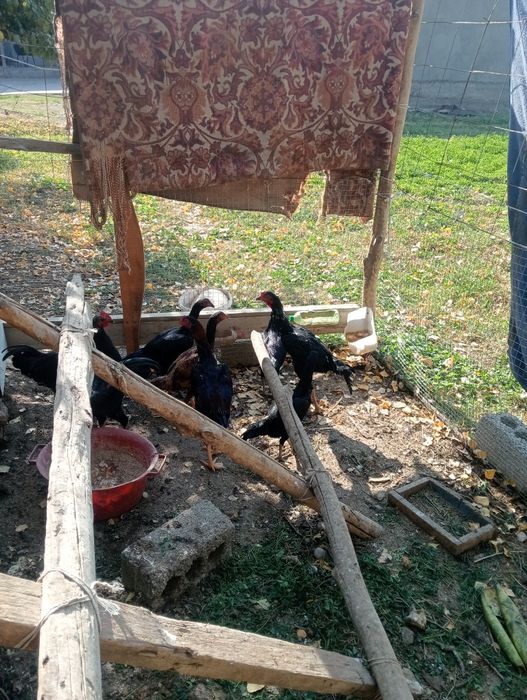 Хорошие чистокровный тайго
