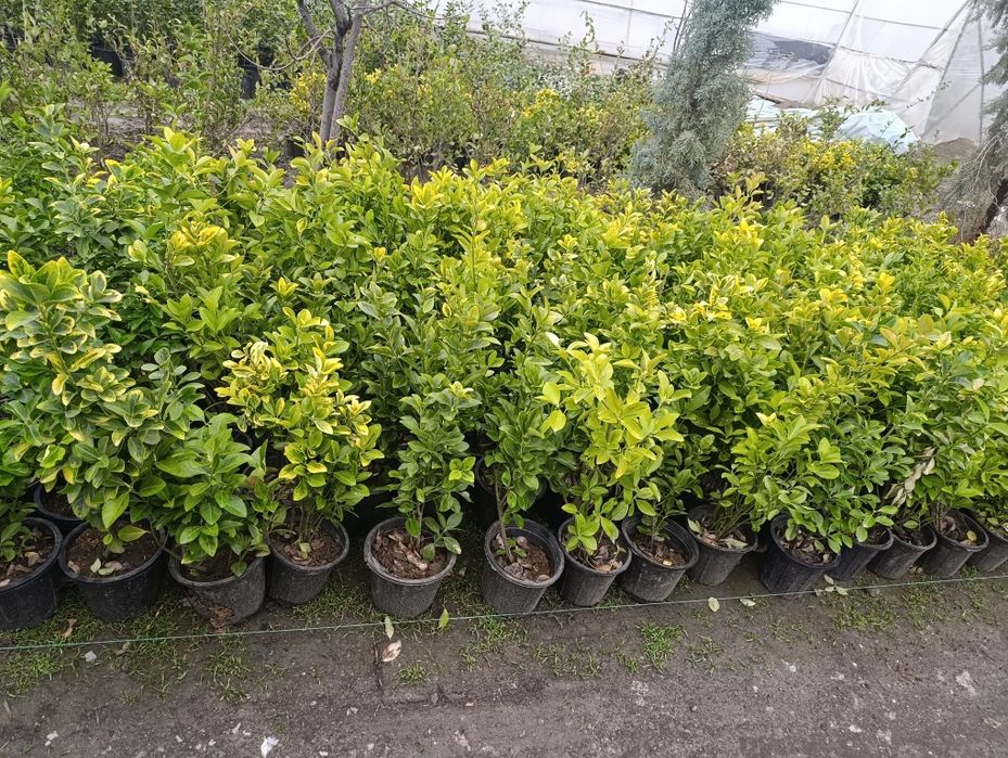 Манзарали ва мевали дарахт кучатларимиз сотувда оладиганлар тел килинг