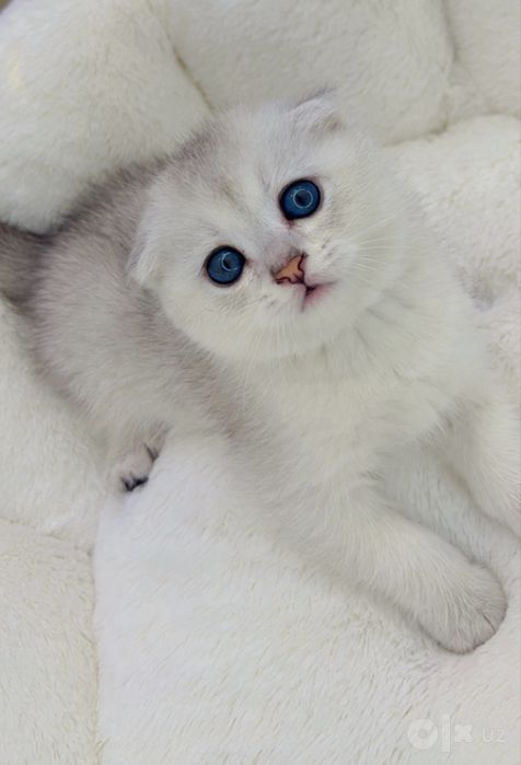 Котенок серибристая шиншилла фолд девочка