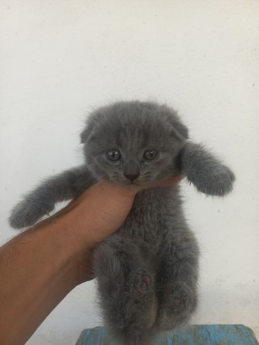 Mushukchalar sotiladi toza zotli toza qonli mushuklar